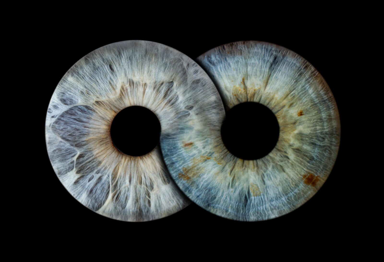 iris