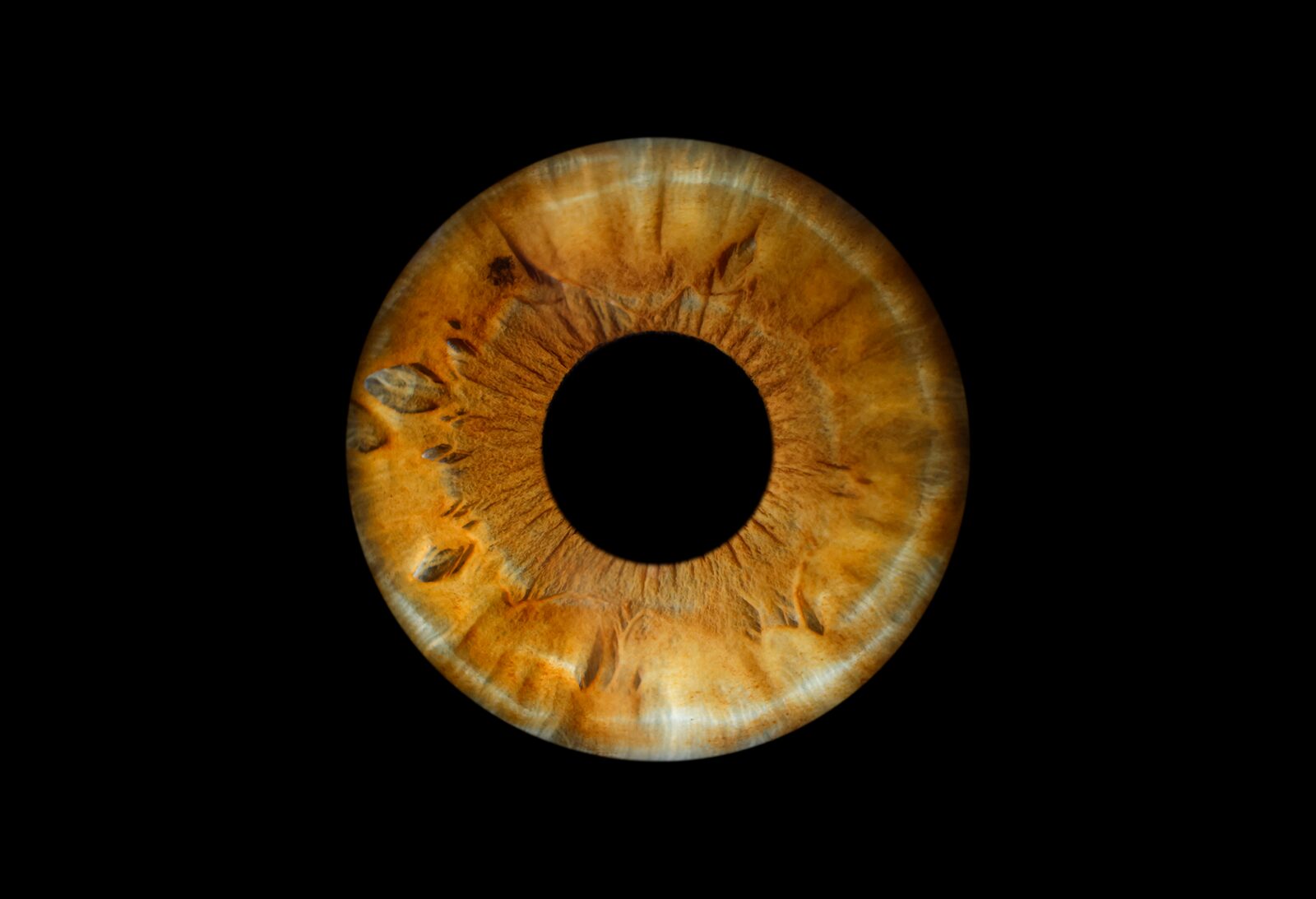 iris