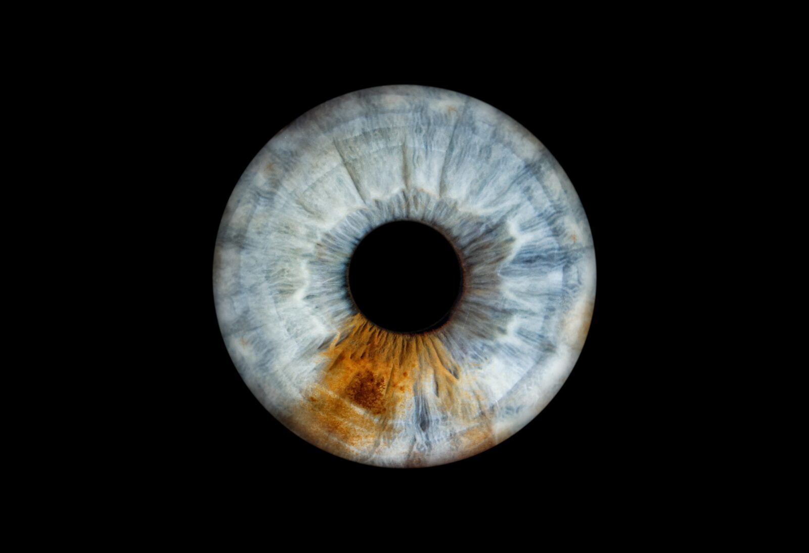 iris