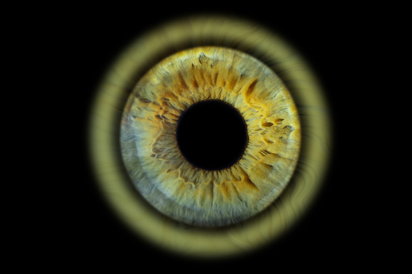 iris