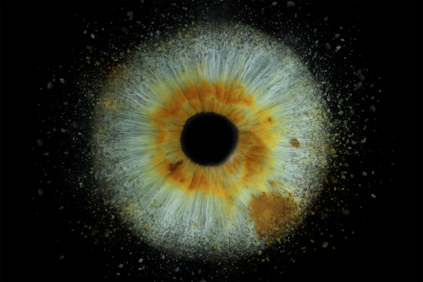 iris
